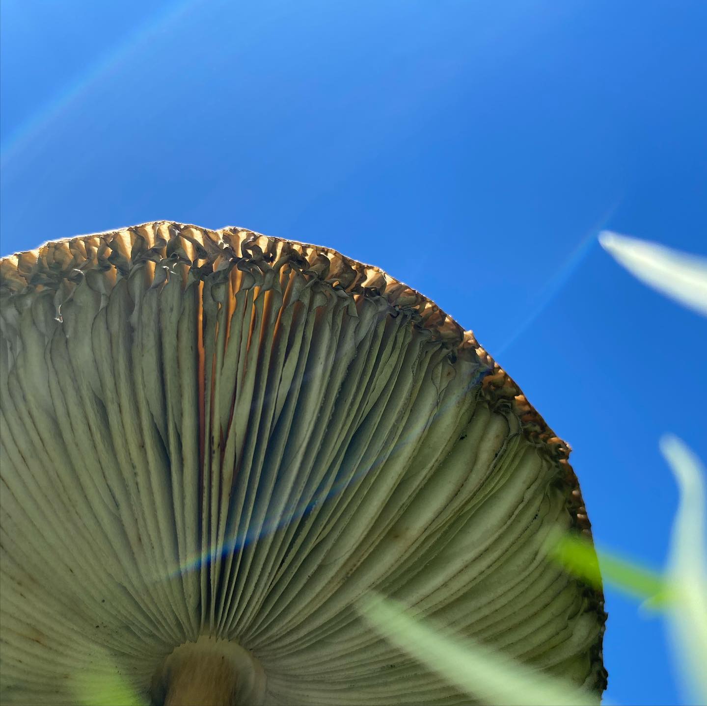 Gills of basidiomycota mushroom